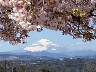 早咲きの桜と富士山と海の絶景ポイント