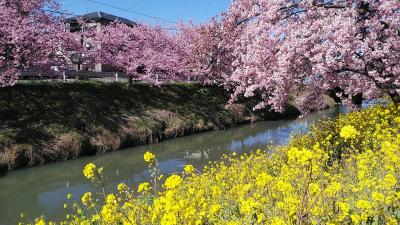 2024年3月10日～埼玉青毛堀川の河津桜～宇都宮城河津桜～日光金谷ホテル～スペーシアXの旅　埼玉編