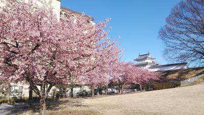 2024年3月10日～埼玉青毛堀川の河津桜～宇都宮城河津桜～日光金谷ホテル～スペーシアXの旅　栃木編