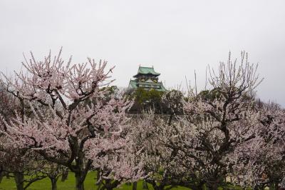 大阪城公園の梅林に行ってきました