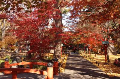 都内の紅葉スポット、お花スポット（コスモス、彼岸花）に行ってみました。2023年秋