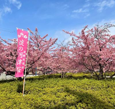 淀水路の河津桜に感動