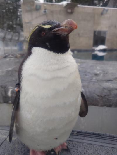 もうすぐマイルが失効！？　どこかにマイルで旭川へ。　旭山動物園、北鎮記念館、遊湯ぴっぷ、旭川博物館