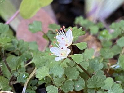 ハナネコノメ鑑賞ルートで高尾山