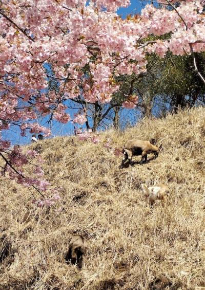 お花見シーズン到来 まずは河津桜！雨引山で「ヤギと桜」