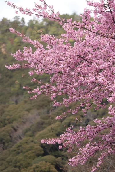 河津桜としだれ梅を求めて（阪南市山中渓・和泉リサイクルセンター）