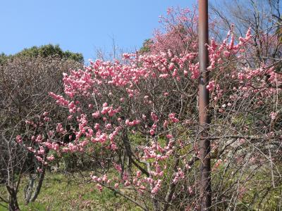 神戸・岡本梅林