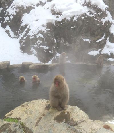 団塊夫婦の日本スキー＆絶景の旅・2024－(2)雪見温泉に入るお猿さんを見に地獄谷野猿公苑へ