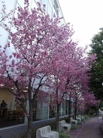 北千住でオカメ桜みごろ　2024