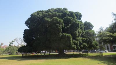 昭和天皇が台湾行啓時に植えられたガジュマルを訪ねて