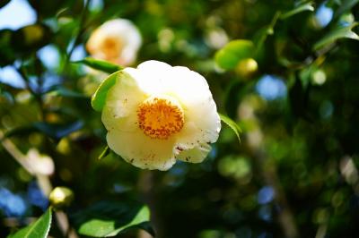 椿咲く松花堂庭園