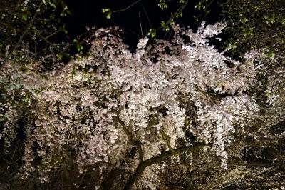 京都訪問2023⑤(桜の名所、平野神社の夜桜と千本釈迦堂の阿亀桜を鑑賞：京都市・平野神社、千本釈迦堂、北野天満宮)