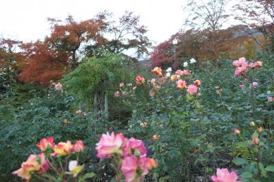 晩秋の紅葉と温泉旅♪　Vol.37 ☆箱根強羅公園：黄昏の美しい庭園♪