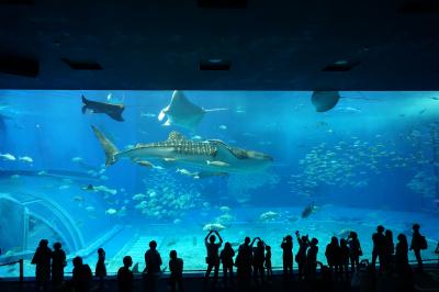 美ら海水族館・エメラルドビーチ・島唄ライブ・再建中の首里城①☆リーガロイヤルグラン沖縄泊