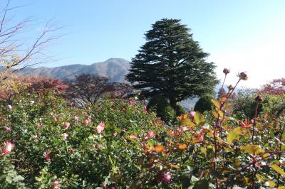 晩秋の紅葉と温泉旅♪　Vol.50 ☆箱根強羅公園　朝日に輝く美しい庭園♪