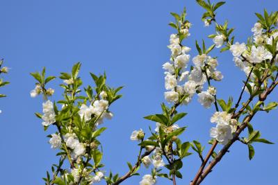 二ヶ領用水を彩る花桃と桜 2024 ～中原・武蔵小杉の春～（川崎）