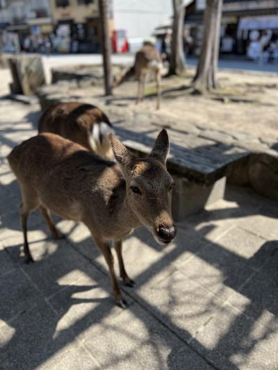 広島2泊3日の旅①「広島市街・宮島観光」