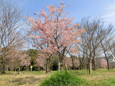 今年の大阪万博記念公園・散歩　1回目は「梅・その他の花見物＆オッチャン達のOB会」、2回目は「河津桜見物」を楽しむ。（2024）