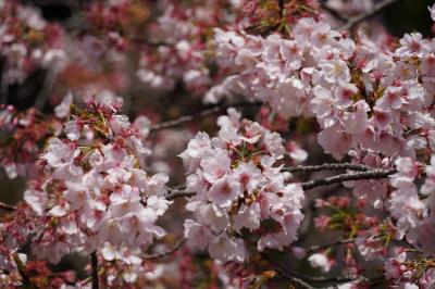 20240317-1 上野 上野公園で大寒桜が見頃ってぇ事で、観に行こう…出遅れましたね。散り始め…ヒラヒラと綺麗やけど。