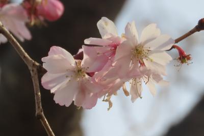 久し振りに冬桜を見る