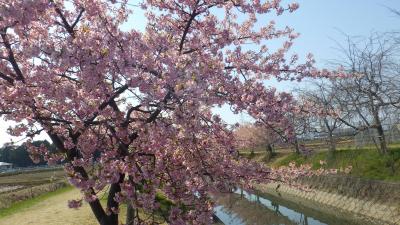 犬山にも河津桜