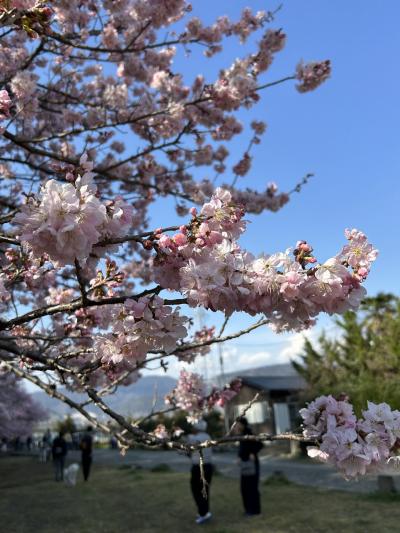 南足柄市千津島の春めき桜