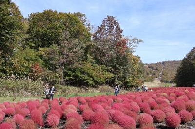 群馬、花めぐり、紅葉めぐり　2023年秋