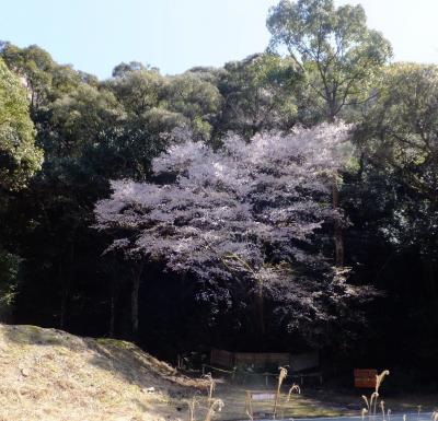 約100年ぶりの新種サクラ