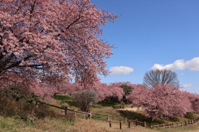 春うらら、河津桜を求めて、東へ西へ　2024年春