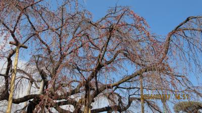 地蔵院の枝垂れ桜を見に行く