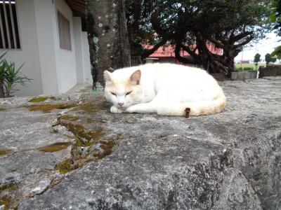 猫探し【沖縄・宮古島市総合博物館と宮古島市熱帯植物園編】