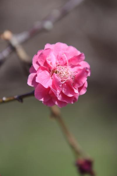 再訪「秋間梅林」と高碕「少林山・達磨寺」のミモザ！