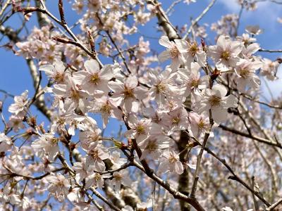 京都 浄土式庭園 浄瑠璃寺へ、門前のお店で早咲きの桜に出会いました。
