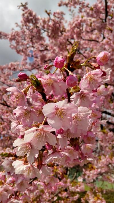 富山で満開の河津桜のお花見。
