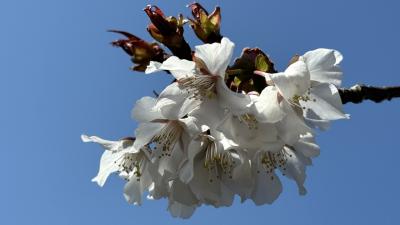【静岡】今年も桜の開花予想日前に花見と美味しいランチを楽しんじゃいました