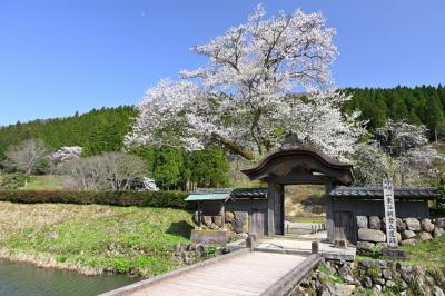 2022福井＆滋賀へ弾丸さくら名所巡りの旅《６》～越前朝倉氏の栄華の跡は桜の園に・一乗谷朝倉氏遺跡を歩く～