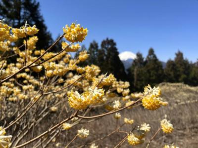 ミツマタの聖地、ミツバ岳