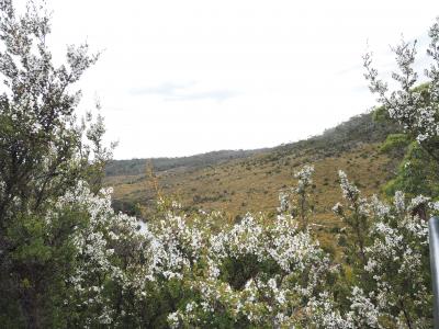 2024年２月 ②タスマニアの動植物を見る！自然大好き娘と二人旅　ダヴ湖