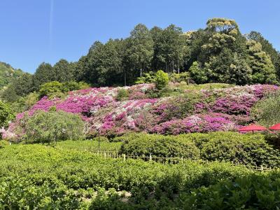 そうだ、京都に行こう！新緑鮮やかなゴールデンウィークの旅：1日目　三室戸寺、東福寺と創作和食