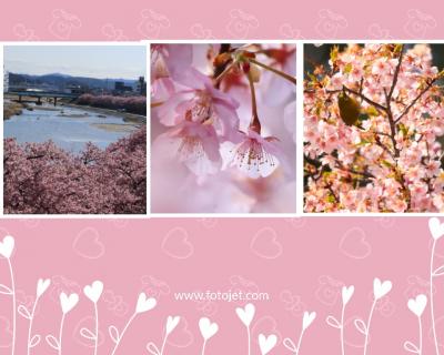 妖艶なピンクに染まる岡崎乙川＆豊田市高橋の河津桜♪