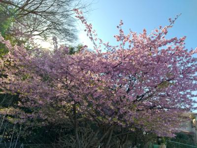 まだ２月だよ～！(＠_＠;)梅だけでなくて桜まで～！？&#127800;