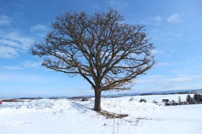 北海道｜雪景色&amp;大自然を満喫の5日間－美瑛・富良野・旭岳・層雲峡・旭川－（その1）