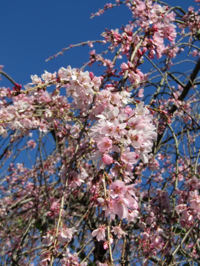 早咲きの枝垂れ桜がようやく見頃を迎えつつあります