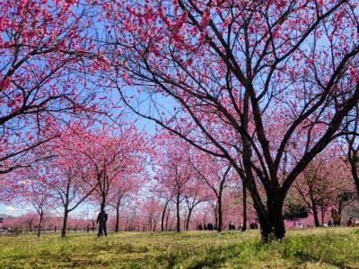 桃花が咲く関東の中心都市 - 茨城・古河 - ぶらり街歩き