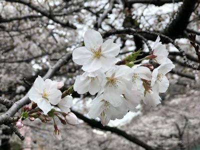 王子・駒込・早稲田、桜めぐり散歩