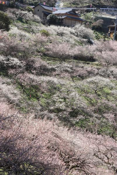 梅の香り漂う南朝の里の賀名生梅林