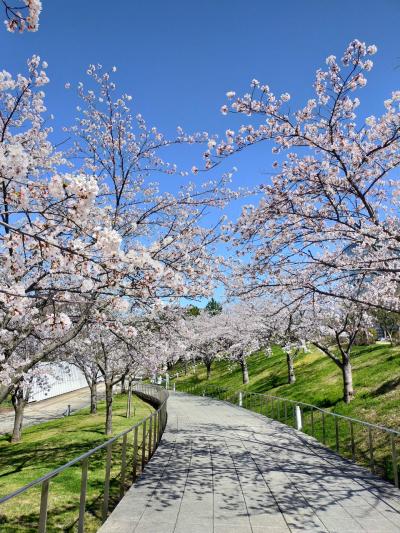 ☆ 8回目の どこかに ビューーン！！ 2025年4月 桜旅　鳥屋野潟　白山公園☆ 新潟No. 2