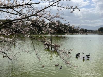 2023 春の京都・奈良の旅