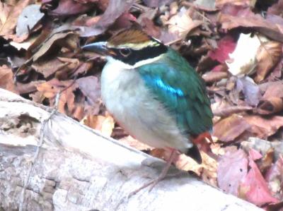 高知の県鳥ヤイロチョウを見にわんぱーくこうちへ☆四国お遍路ドライブ第2弾2023年秋⑧-3