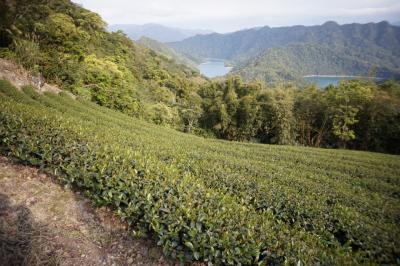 台湾1　石碇 お茶ツアー、MRT忠孝新生＆忠孝復興 食べ歩き